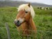 islandský kůň.jpg